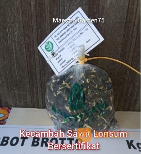 Kecambah Sawit Lonsum Bersertifikat