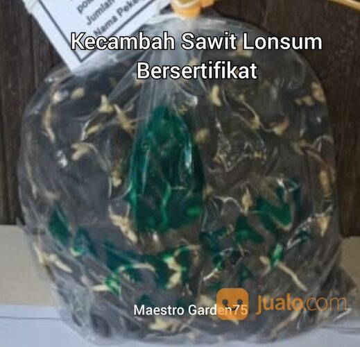 Kecambah Sawit Lonsum Bersertifikat
