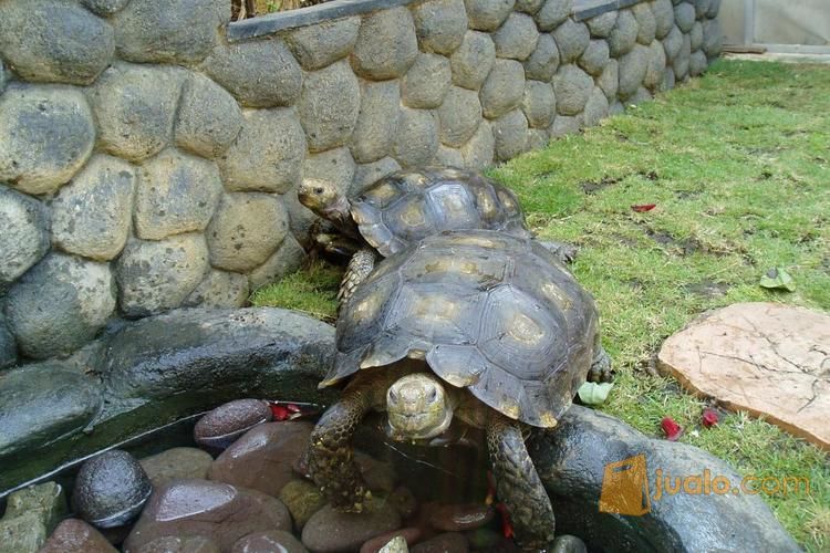 kura kura emys/kaki gajah sehat