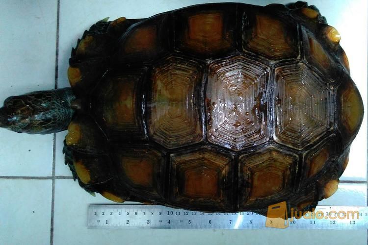 kura kura emys/kaki gajah sehat