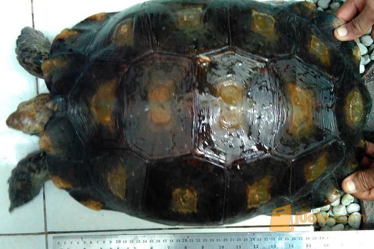 kura kura emys/kaki gajah sehat