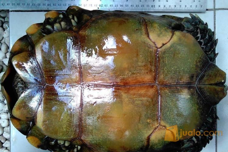 kura kura emys/kaki gajah sehat