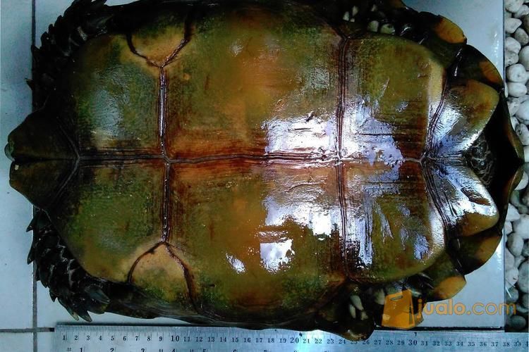 kura kura emys/kaki gajah sehat