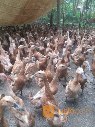 Bebek petelur Betina usia 3 bln