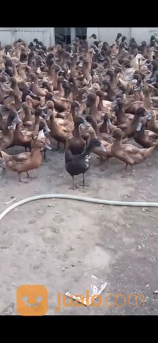 Bebek petelur Betina usia 3 bln