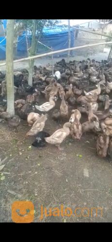 Bebek petelur Betina usia 3 bln