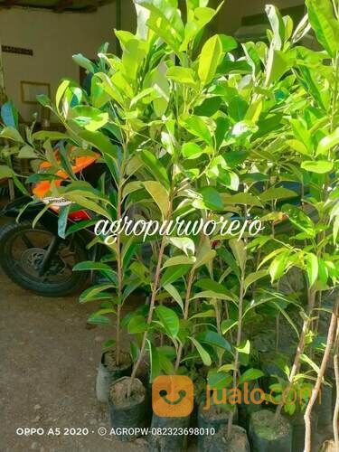 Bibit Tanaman Sawo Kecik - Berbuah Lebat Rasa Manis