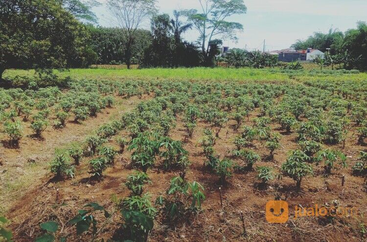 Tanah Kavling Strategis Rancabungur Bogor Dekat Pusbang SDM Aparatur Perhubungan