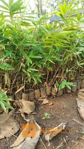 Bibit Tanaman Bambu Betung/Petung - Bambu Raksasa Kultur Jaringan - Harga Murah
