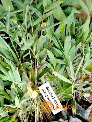 Bibit Tanaman Bambu Betung/Petung - Bambu Raksasa Kultur Jaringan - Harga Murah