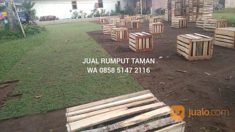 Rumput lapangan sepakbola Kota Palembang kwalitas terbaik
