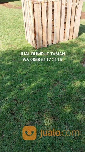 Rumput lapangan sepakbola Kota Palembang kwalitas terbaik
