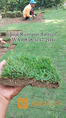 Rumput lapangan sepakbola Kota Palembang kwalitas terbaik