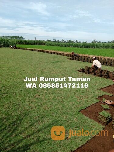 Rumput lapangan sepakbola Kota Batam termurah siap kirim