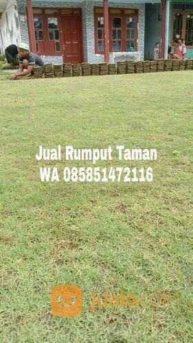 Rumput lapangan sepakbola Kota Batam termurah siap kirim