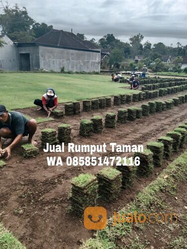 Rumput lapangan sepakbola Kota Batam termurah siap kirim