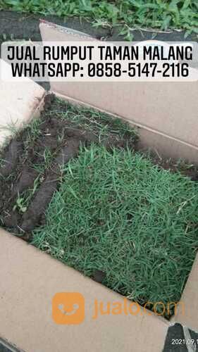 Rumput lapangan sepakbola Kota Bandar Lampung termurah