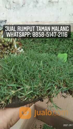 Rumput lapangan sepakbola Kota Bandar Lampung termurah