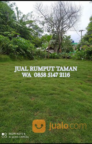 Rumput lapangan sepakbola Kota Bandar Lampung termurah