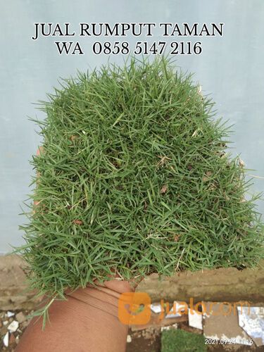 Rumput lapangan sepakbola Kota Bandar Lampung termurah