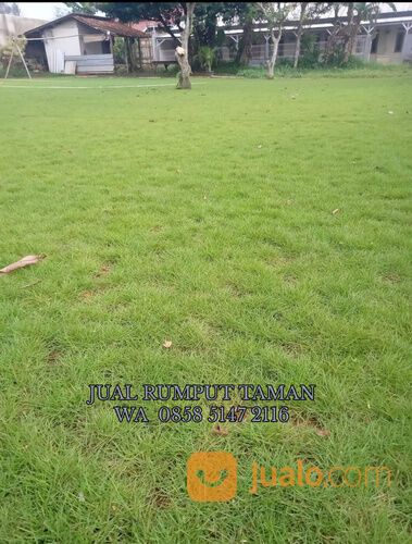 Rumput lapangan sepakbola Kota Bandar Lampung termurah