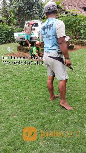 Rumput lapangan sepakbola Kota Bandar Lampung termurah