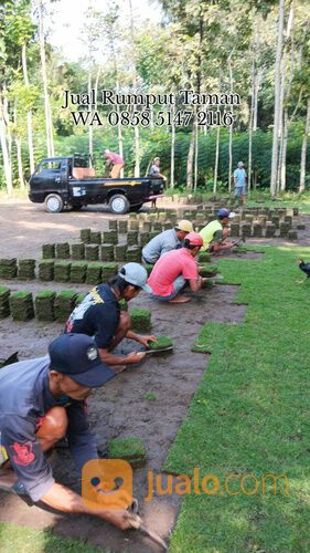 Rumput lapangan sepakbola Kota Bandar Lampung termurah