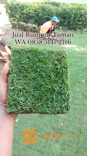 Harga rumput lapangan sepakbola Kota Samarinda siap tanam