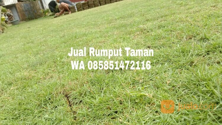 Harga rumput lapangan sepakbola Kota Samarinda siap tanam
