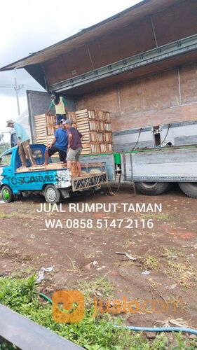 Rumput lapangan sepakbola Kota Balikpapan terdekat siap tanam