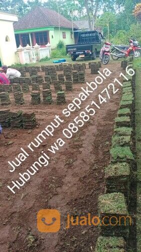 Rumput lapangan sepakbola Kota Pontianak harga rp.18.000 permeter