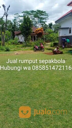 Rumput lapangan sepakbola Kota Pontianak harga rp.18.000 permeter