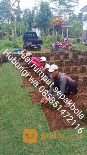 Rumput lapangan sepakbola Kota Pontianak harga rp.18.000 permeter