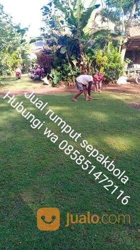 Rumput lapangan sepakbola Kota Pontianak harga rp.18.000 permeter