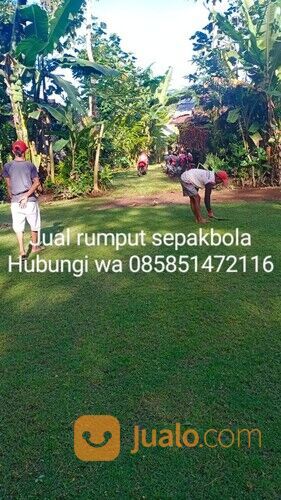 Rumput lapangan sepakbola Kota Pontianak harga rp.18.000 permeter