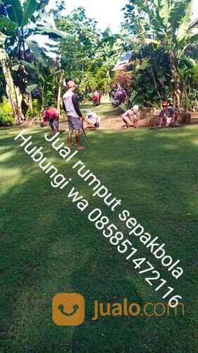 Rumput lapangan sepakbola Kota Pontianak harga rp.18.000 permeter
