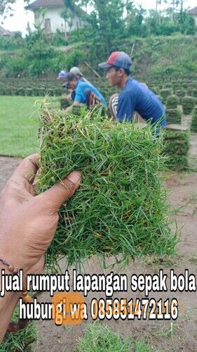 Harga rumput lapangan sepakbola Kota Palangkaraya termurah