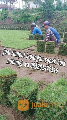 Harga rumput lapangan sepakbola Kota Palangkaraya termurah