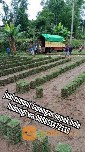 Harga rumput lapangan sepakbola Kota Palangkaraya termurah
