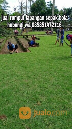 Harga rumput lapangan sepakbola Kota Palangkaraya termurah