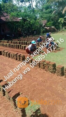 Harga rumput lapangan sepakbola Kota Palangkaraya termurah