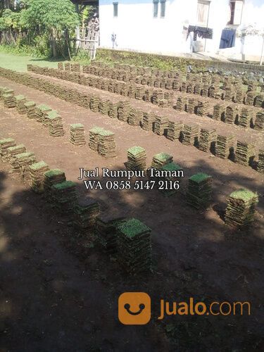 Rumput lapangan sepakbola Kota Banjarbaru kwalitas terbaik