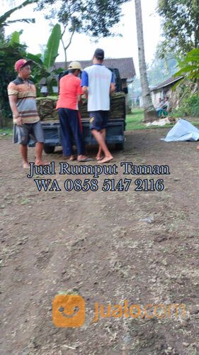 Rumput lapangan sepakbola Kota Banjarbaru kwalitas terbaik