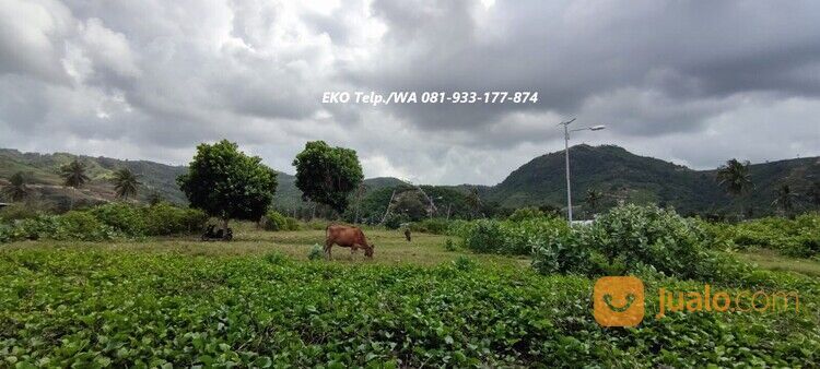 Tanah Pasir Putih diTepi Pantai Torok Lombok - NTB