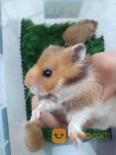 Hamster syrian / campbell/ winter white