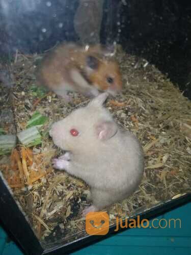 Hamster syrian / campbell/ winter white