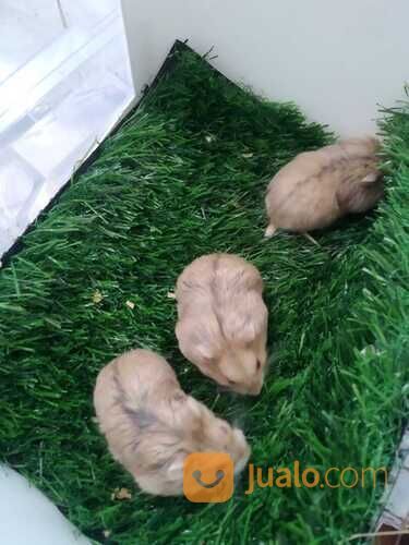 Hamster syrian / campbell/ winter white