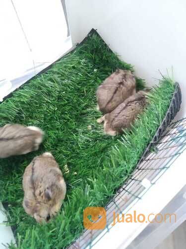 Hamster syrian / campbell/ winter white