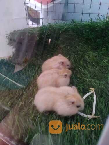 Hamster syrian / campbell/ winter white