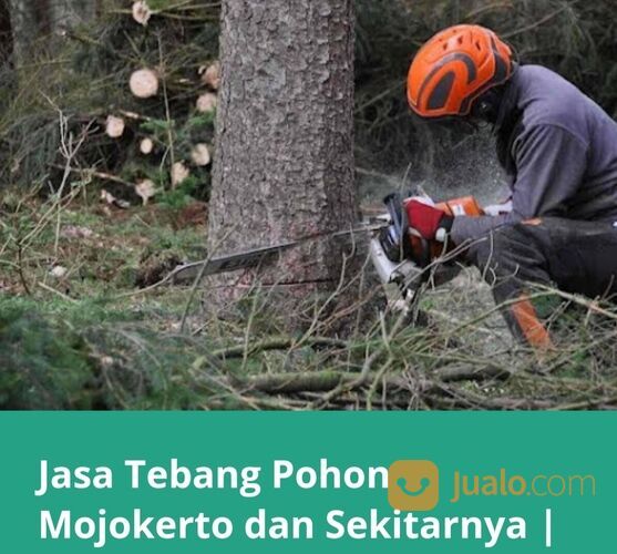 Jasa tebang pohon Mojokerto